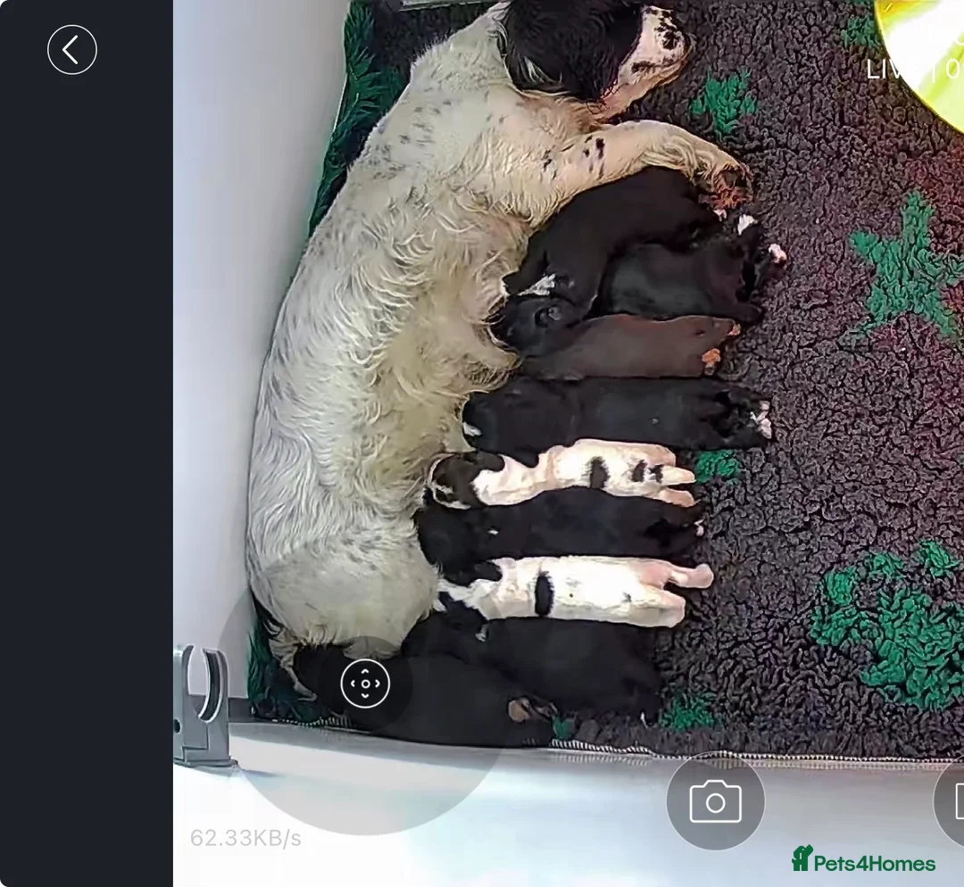Sprocker dogs for sale: Working Sprocker Pups  - Advert 2