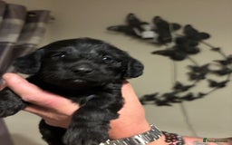 Doxiepoo dogs for sale: Doxiepoo f1 - Image 10