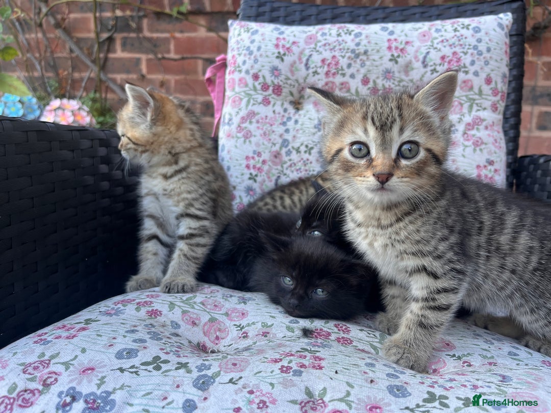 British Shorthair cats for sale: Beautiful fluffy kittens ready in 2 weeks  - Image 4