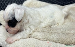 Biewer Terrier dogs for sale: Beautiful biewer terrier puppies 🩷 - Image 4