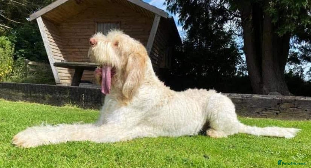 Italian Spinone dogs for sale: ITALIAN SPINONE WAITING LIST OPEN -DUE OCT - Image 30
