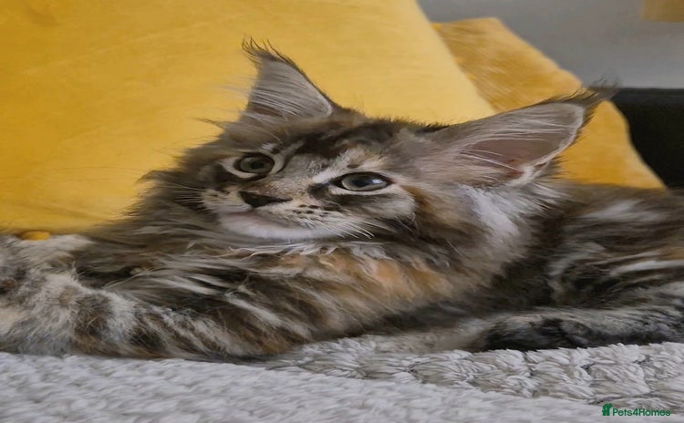 Maine Coon cats - Advert 1