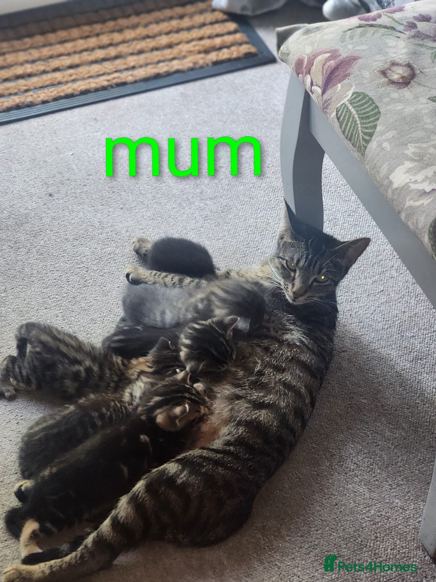 Mixed Breed cats Bengal Cross Kittens  - Advert 2