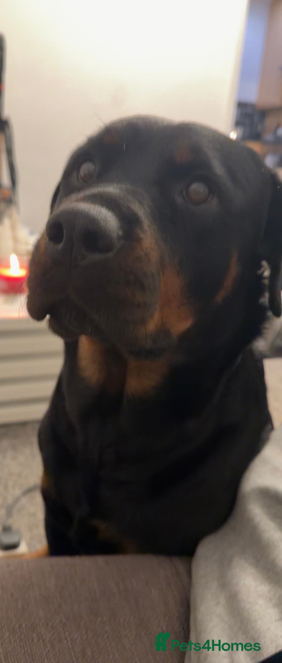 Rottweiler dogs Bella - 4 year old Rottweiler - Advert 1
