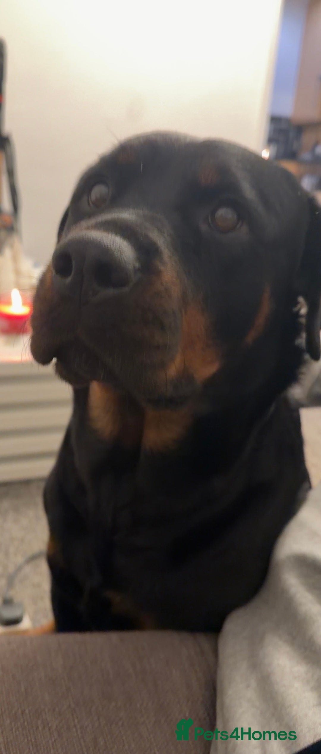 Rottweiler dogs for sale: Bella - 4 year old Rottweiler - Advert 1