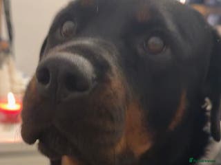 Rottweiler dogs Bella - 4 year old Rottweiler - Advert 2