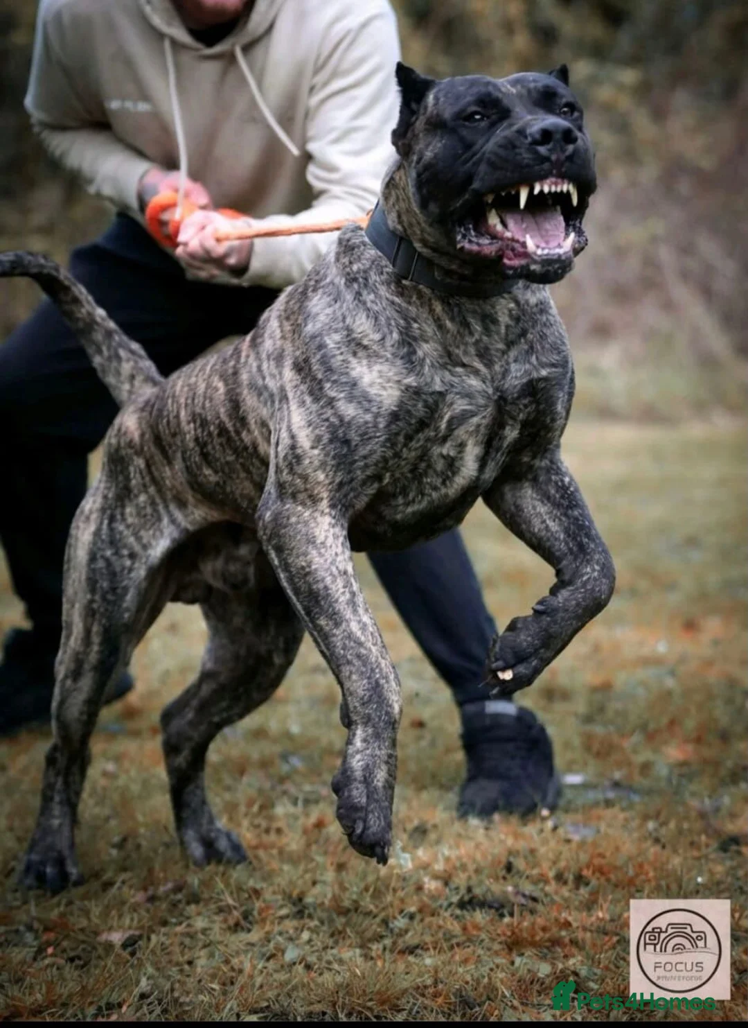 Presa Canario dogs for sale: Working presa canario pups: female - Advert 1