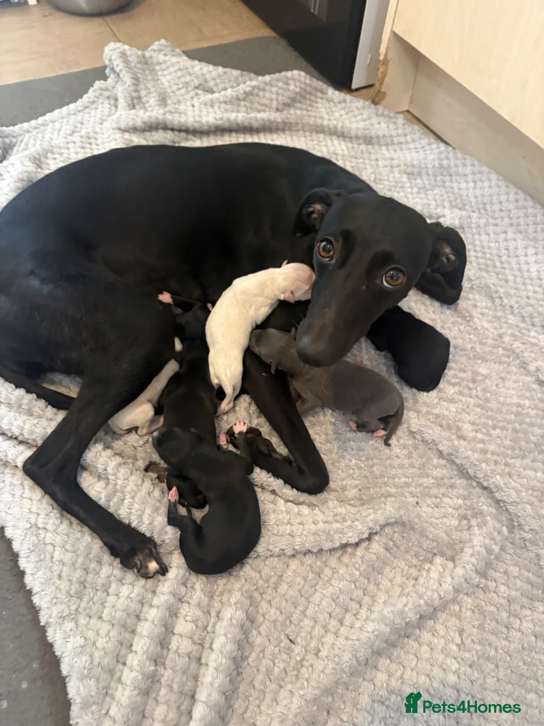 Whippet dogs for sale: Beautiful Whippet pups for sale  - Advert 5