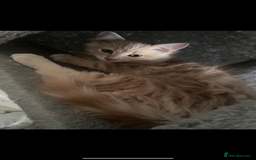 Persian cats for sale: Mink coloured Persian Mixed boys - Image 4