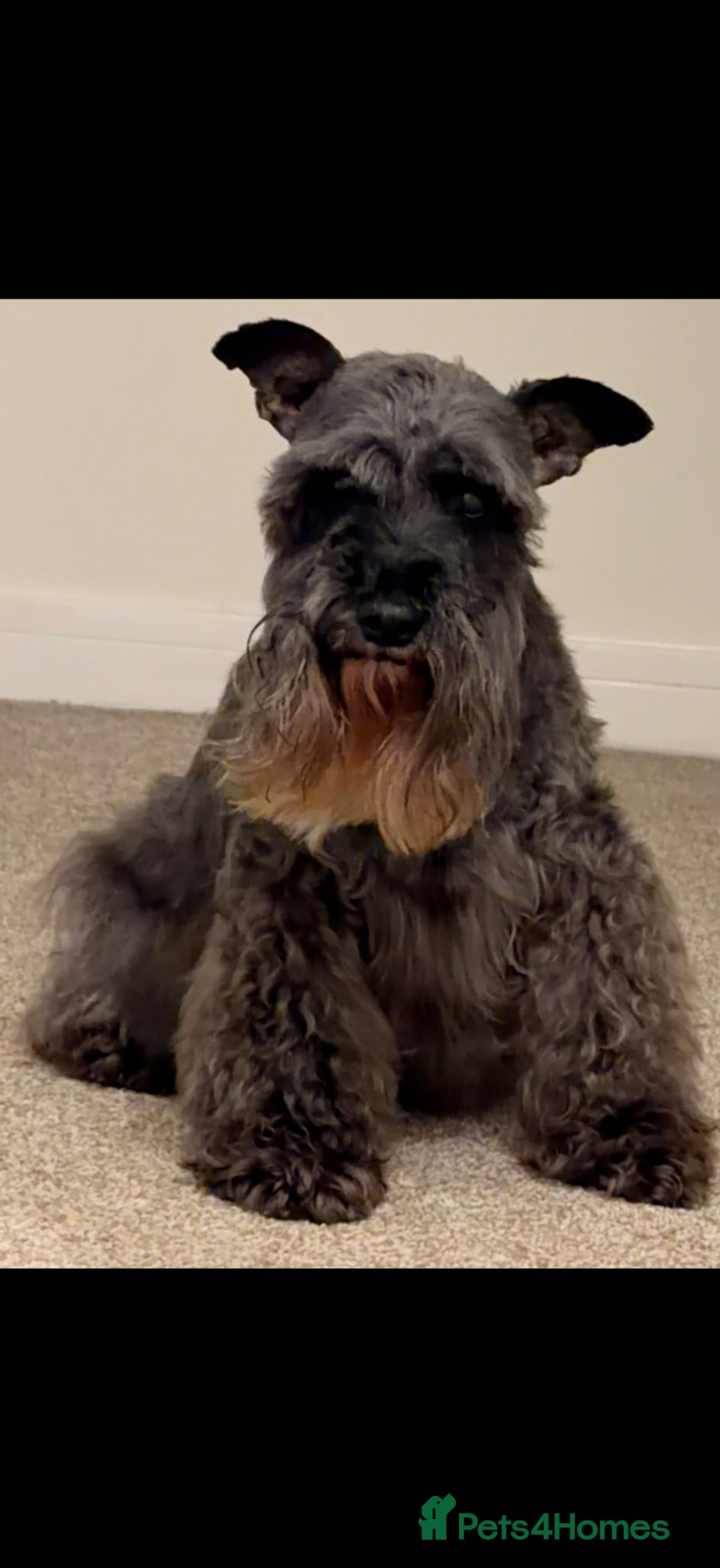 Miniature Schnauzer dogs Chunky, stunning litter of miniature schnauzers  - Advert 2