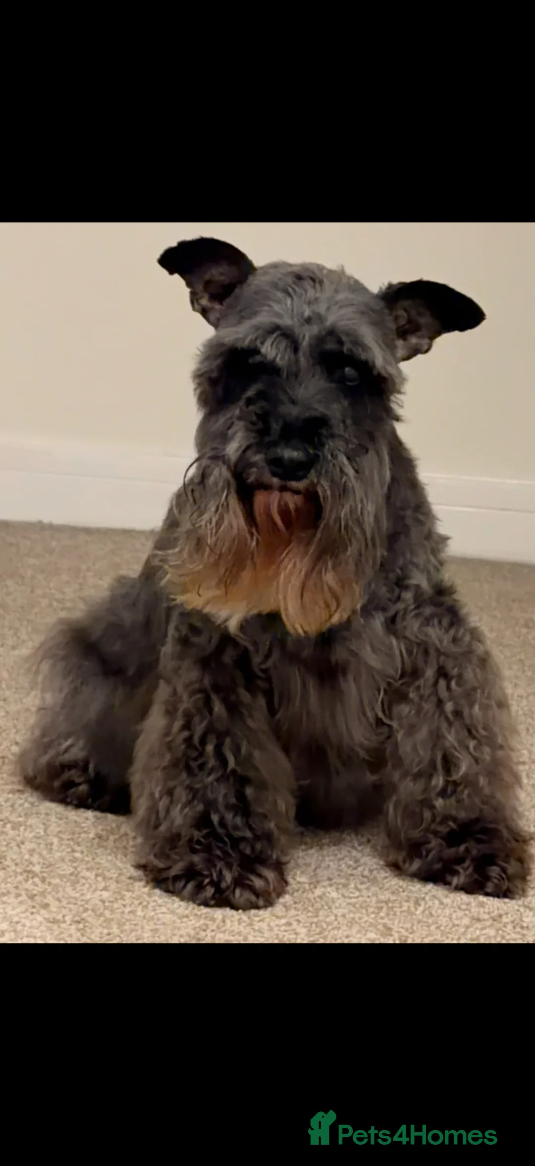 Miniature Schnauzer dogs for sale: Chunky, stunning litter of miniature schnauzers  - Advert 2