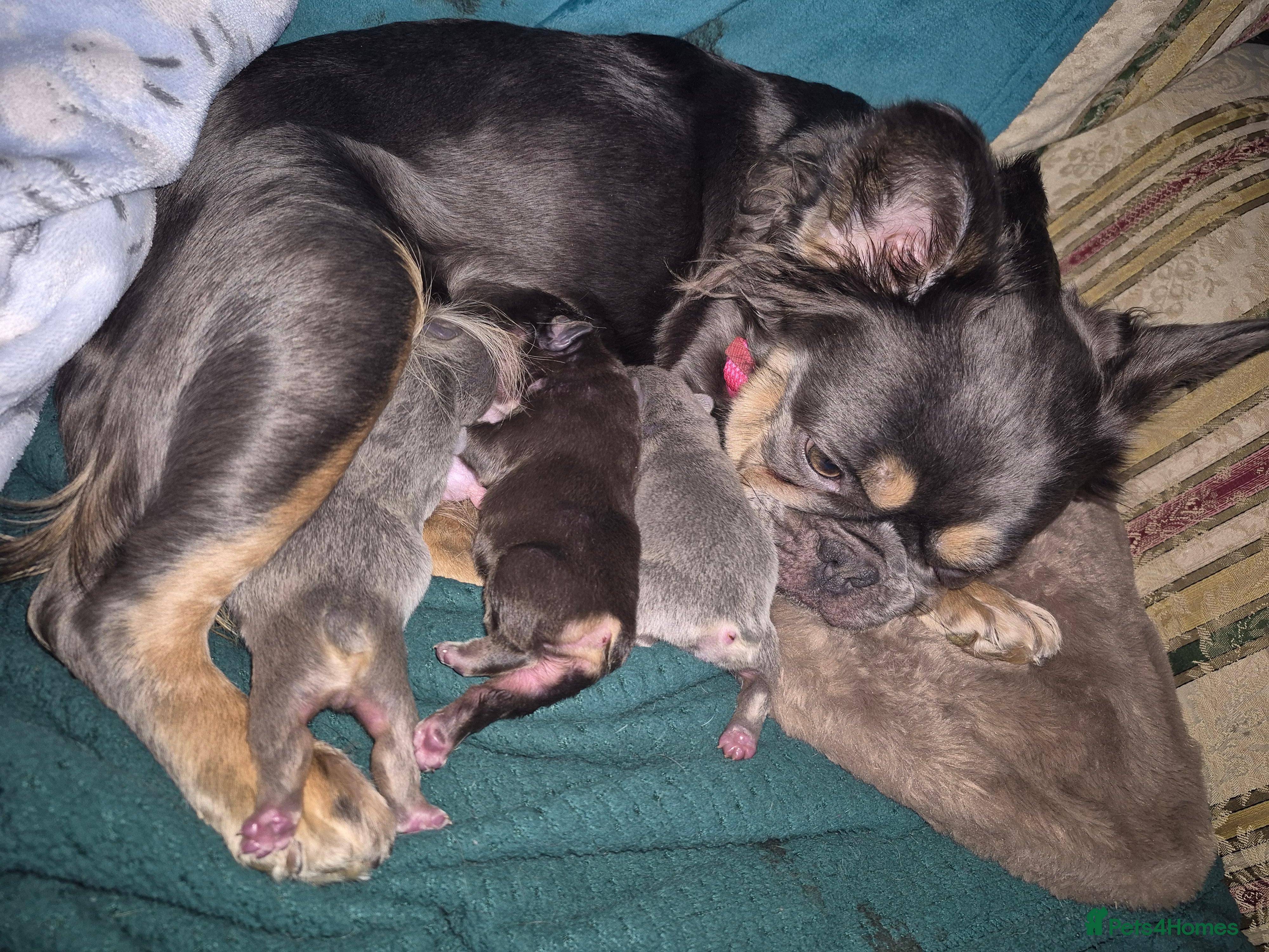 French Bulldog dogs French Bulldog Puppy For Sale  - Advert 1