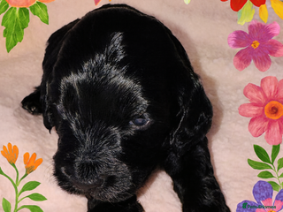 Cockapoo dogs ❤️DNA Tested Rare Sable Cockapoos, Ready 5th Feb - Advert 12