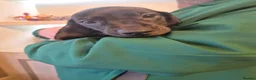 Miniature Dachshund dogs for sale: Male Miniature Dacshunds - Advert 6