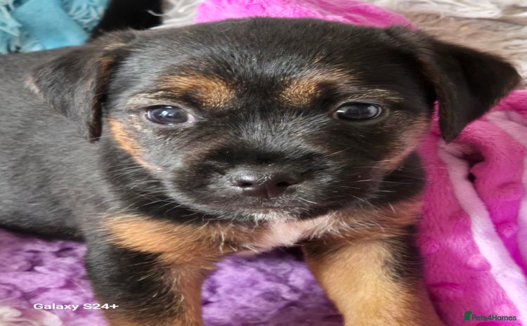 Border Terrier dogs - Advert 15