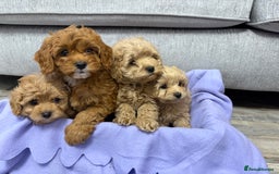 Cavapoo dogs for sale: F1 caverpoo puppies  - Image 3