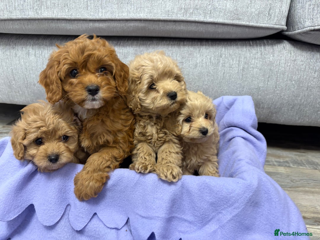 Cavapoo dogs for sale: F1 caverpoo puppies  - Image 3