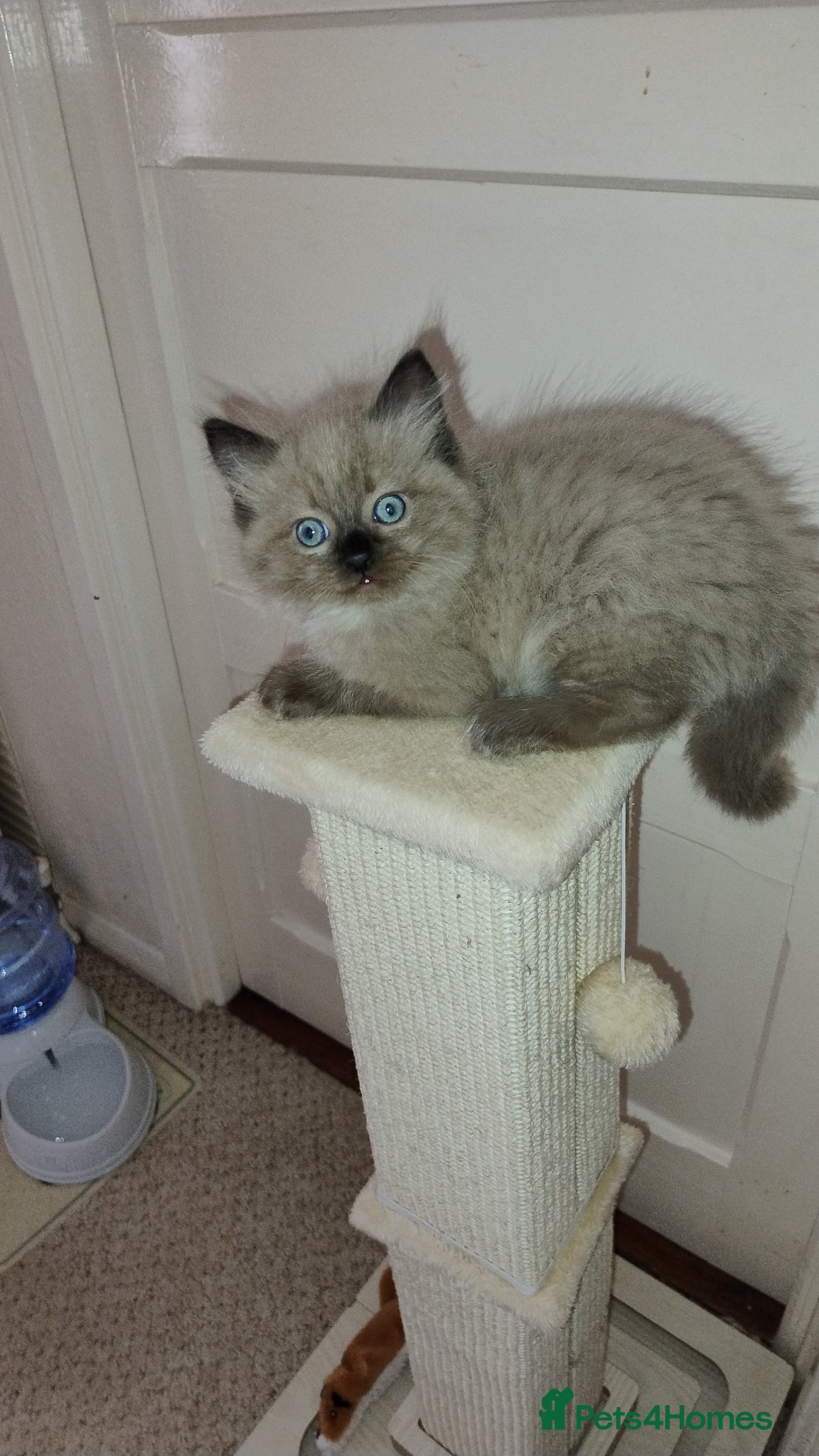 Ragdoll cats Sweet pure bred Ragdolls need forever homes  - Advert 2