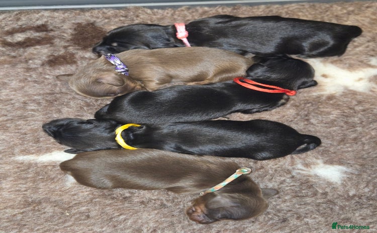 Miniature Dachshund dogs - Advert 9