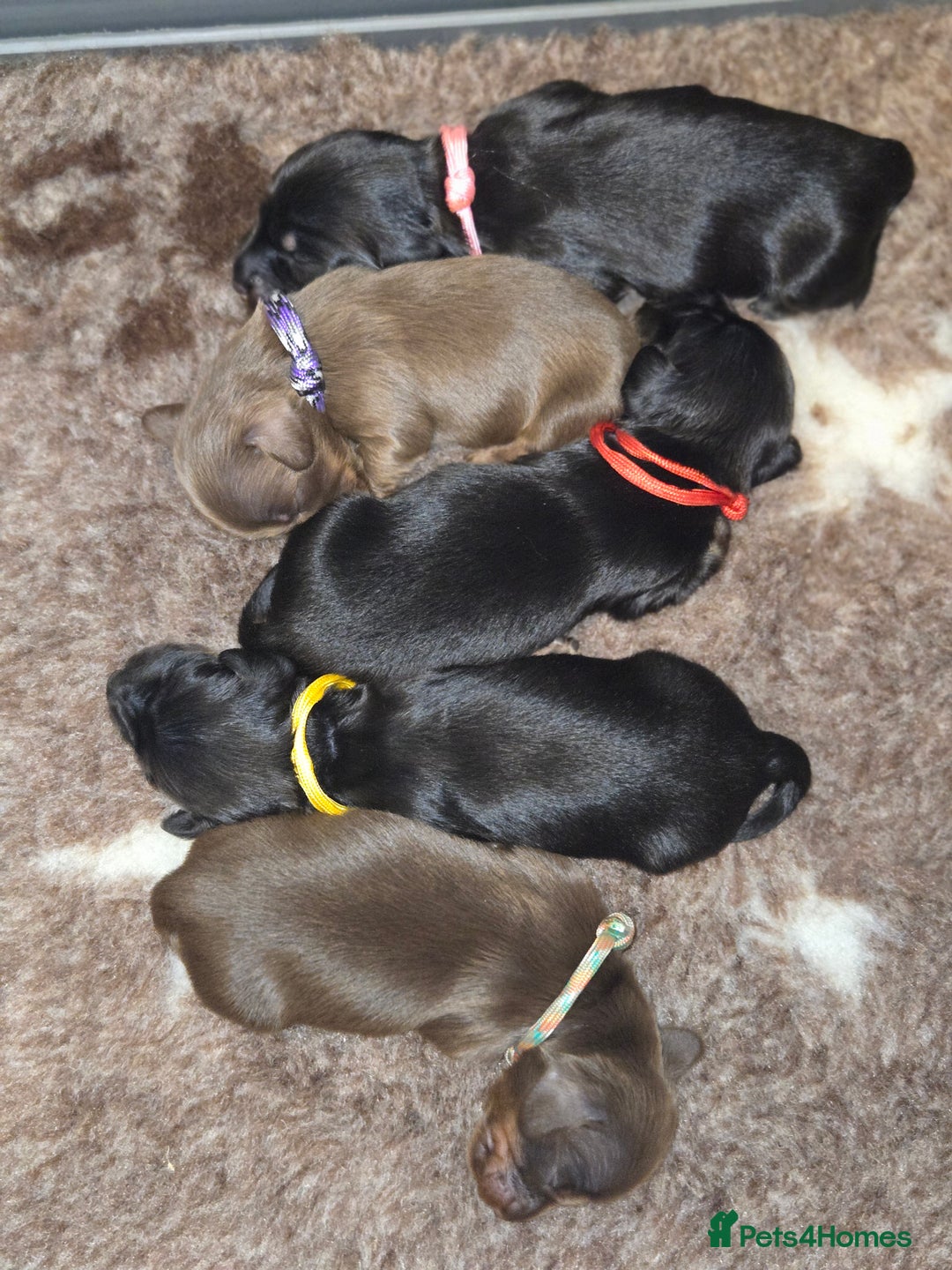 Miniature Dachshund dogs for sale: Rare long haired miniature dachshund litter - Image 1