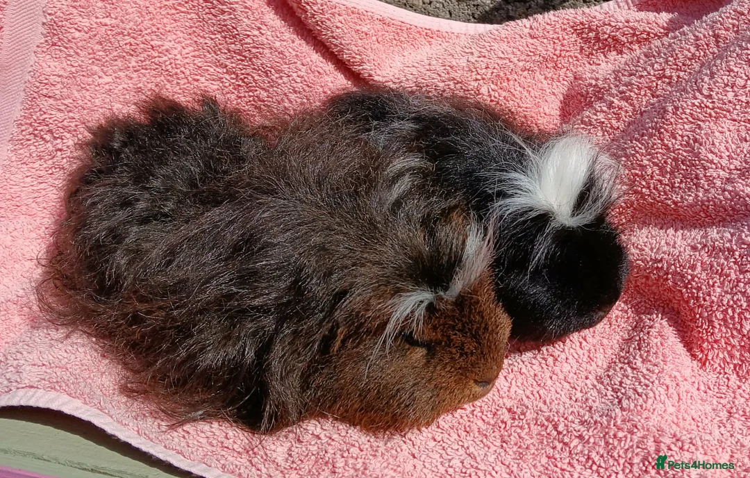 Guinea Pig rodents for sale: Pair of Merino Boars in Saint Ives - Advert 8