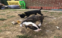Mixed Breed dogs for sale: 3 BOYS LEFT - American Staffordshire bull terriers - Image 22
