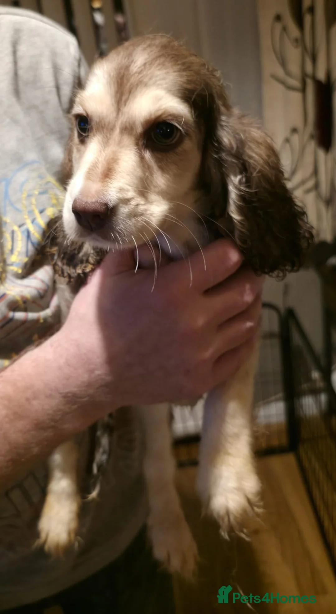 Cocker Spaniel dogs for sale: Cocker spaniel puooys - Advert 32