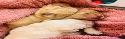 Labrador Retriever dogs for sale: Beautiful Labradors puppy’s looking for a new home in London - Advert 27