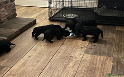 Cocker Spaniel dogs for sale: LAST LITTLE BOY  6 adorable Cocker Spaniel pups - Advert 23