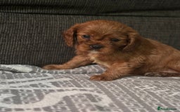 Cavalier King Charles Spaniel dogs for sale: Cavalier King Charles Spaniel - Image 10