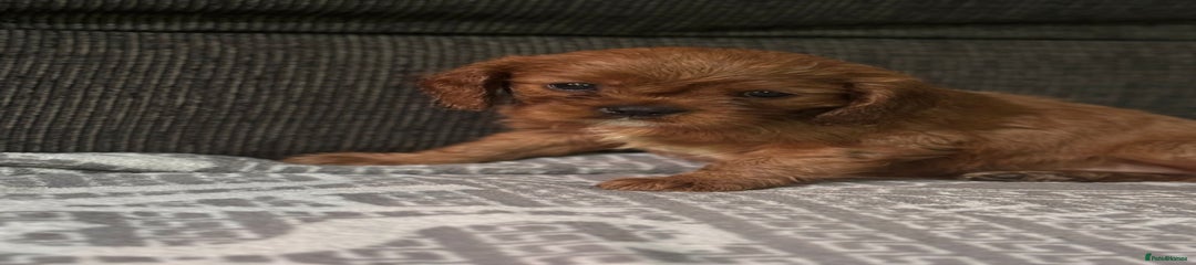 Cavalier King Charles Spaniel Puppy 6