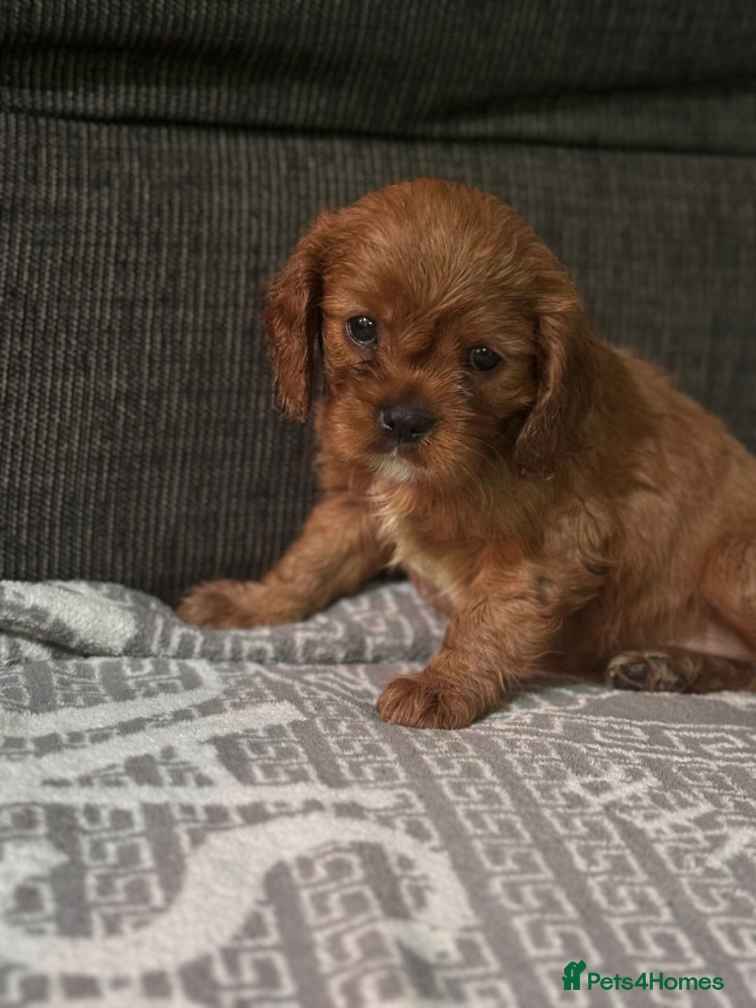 Cavalier King Charles Spaniel dogs for sale: Cavalier King Charles Spaniel - Image 10