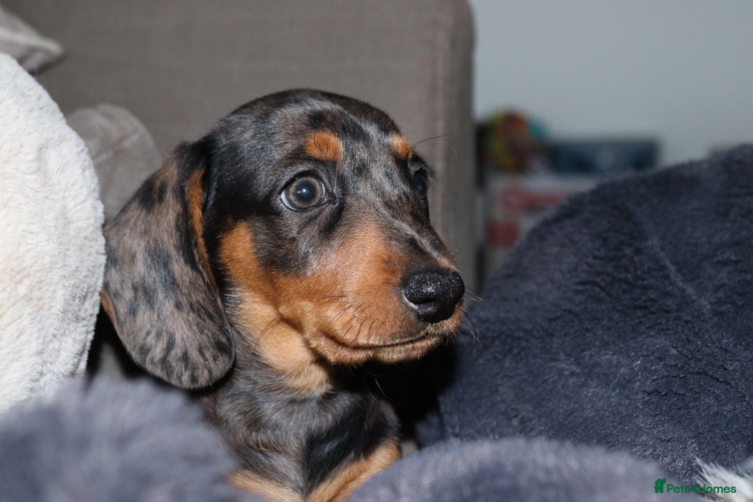 Miniature Dachshund dogs for sale: Stunning Miniature dachshunds  - Image 6
