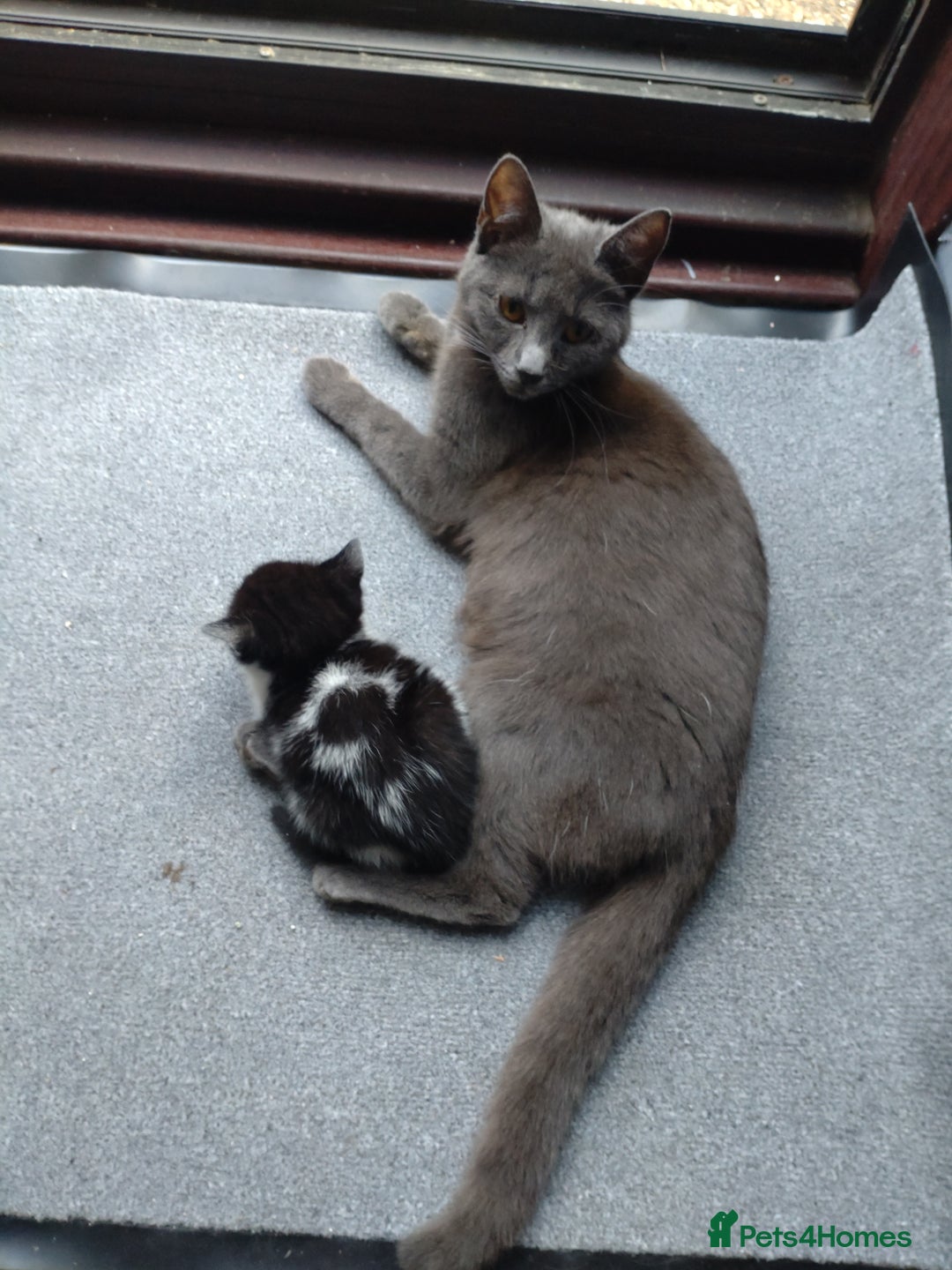 Mixed Breed cats for sale: Kittens - Image 3