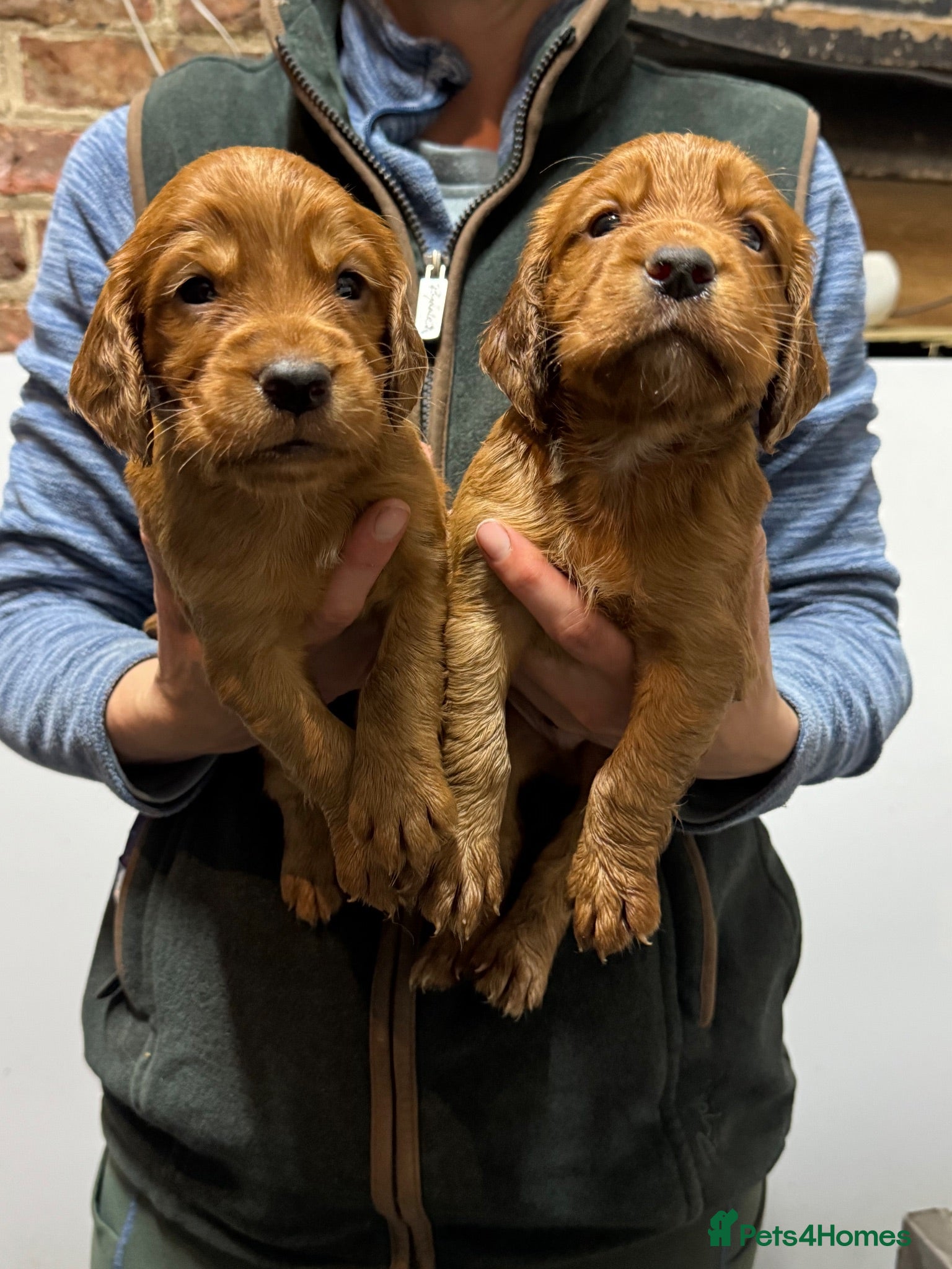 Cocker Spaniel dogs KC Health Tested Working Cocker Spaniel Puppies - Advert 1