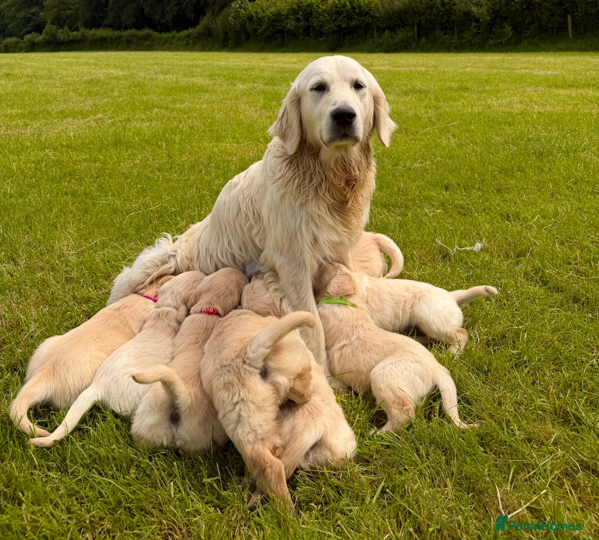 Golden Retriever dogs Beautiful Golden Retriever Puppies - Advert 2