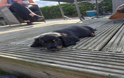 Miniature Dachshund dogs for sale: 3 left mini dachshund BOYS KC READY NOW   - Image 18