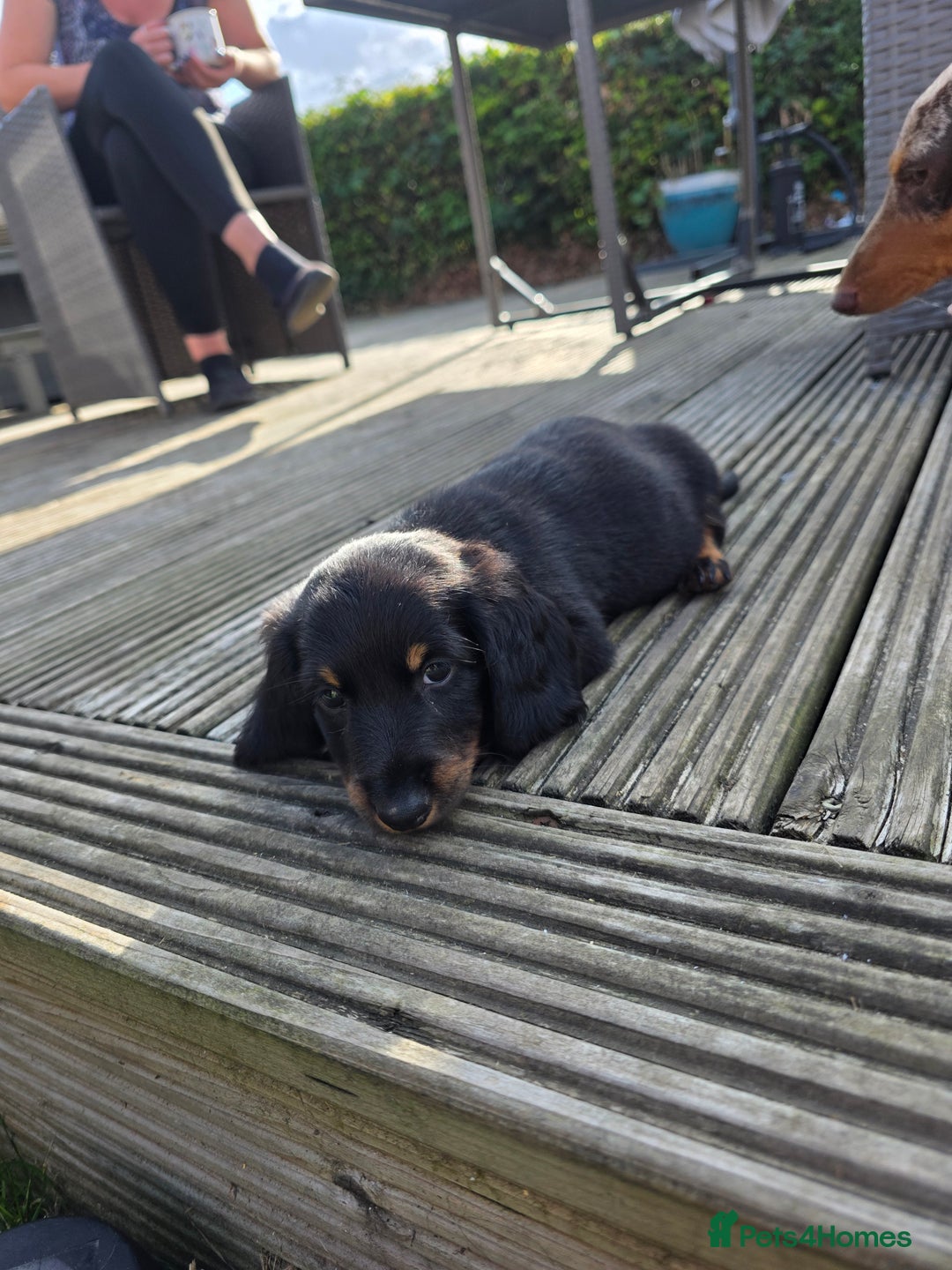 Miniature Dachshund dogs for sale: 3 left mini dachshund BOYS KC READY NOW   - Image 18