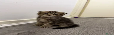 Scottish Fold 1