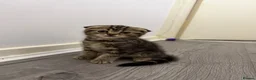 Scottish Fold cats for sale: Scottish Fold x British Short Hair Kittens - Advert 3