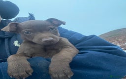Patterdale Terrier dogs for sale: Parrerdale - Image 5