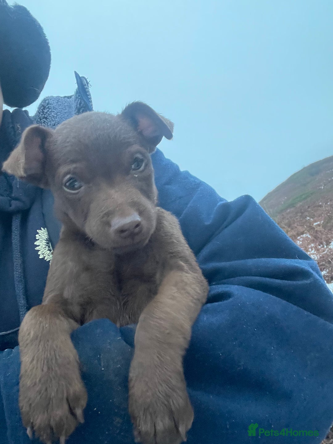 Patterdale Terrier dogs for sale: Parrerdale - Image 5