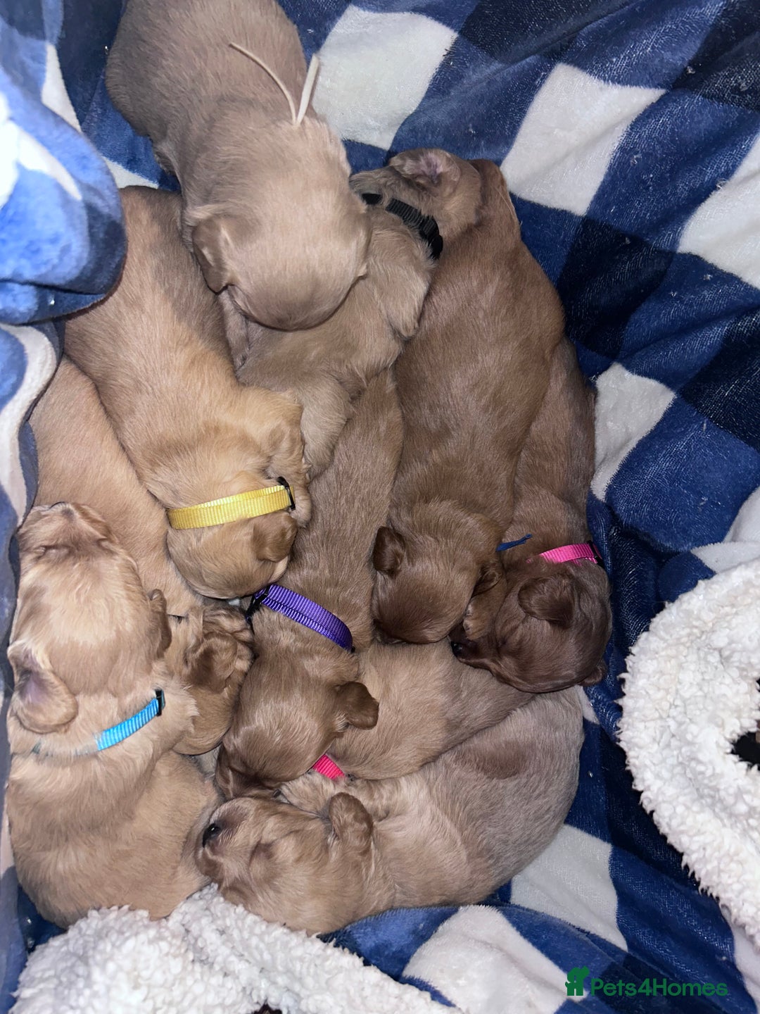 Goldendoodle dogs for sale: F1 mini Goldendoodles - Advert 1