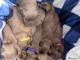 Goldendoodle dogs F1 mini Goldendoodles - Advert 5