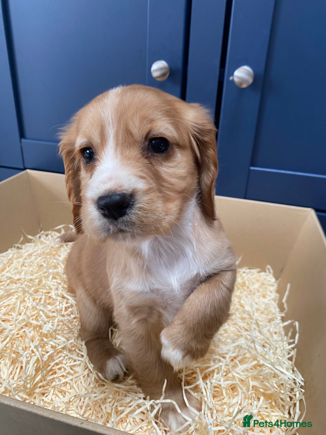 Cocker Spaniel dogs for sale: Cocker Spaniel puppies - Image 24