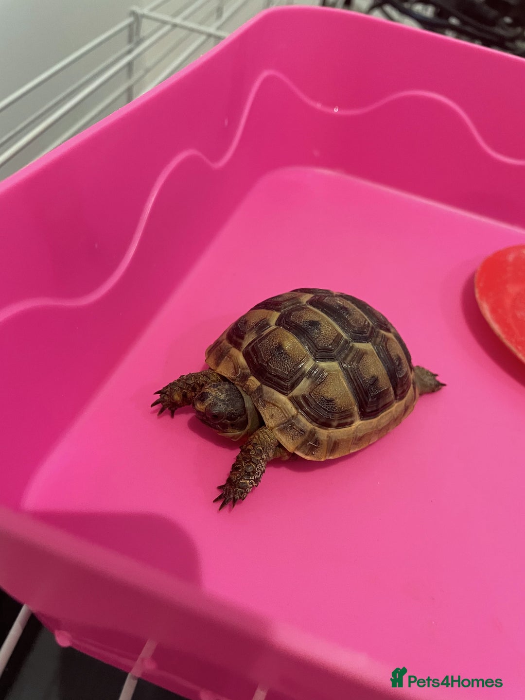 Tortoise reptiles for sale: Tortoise for sale with full setup - Advert 2
