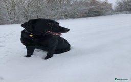 Labrador Retriever dogs for sale: Stunning Black Labrador Puppies - Image 5