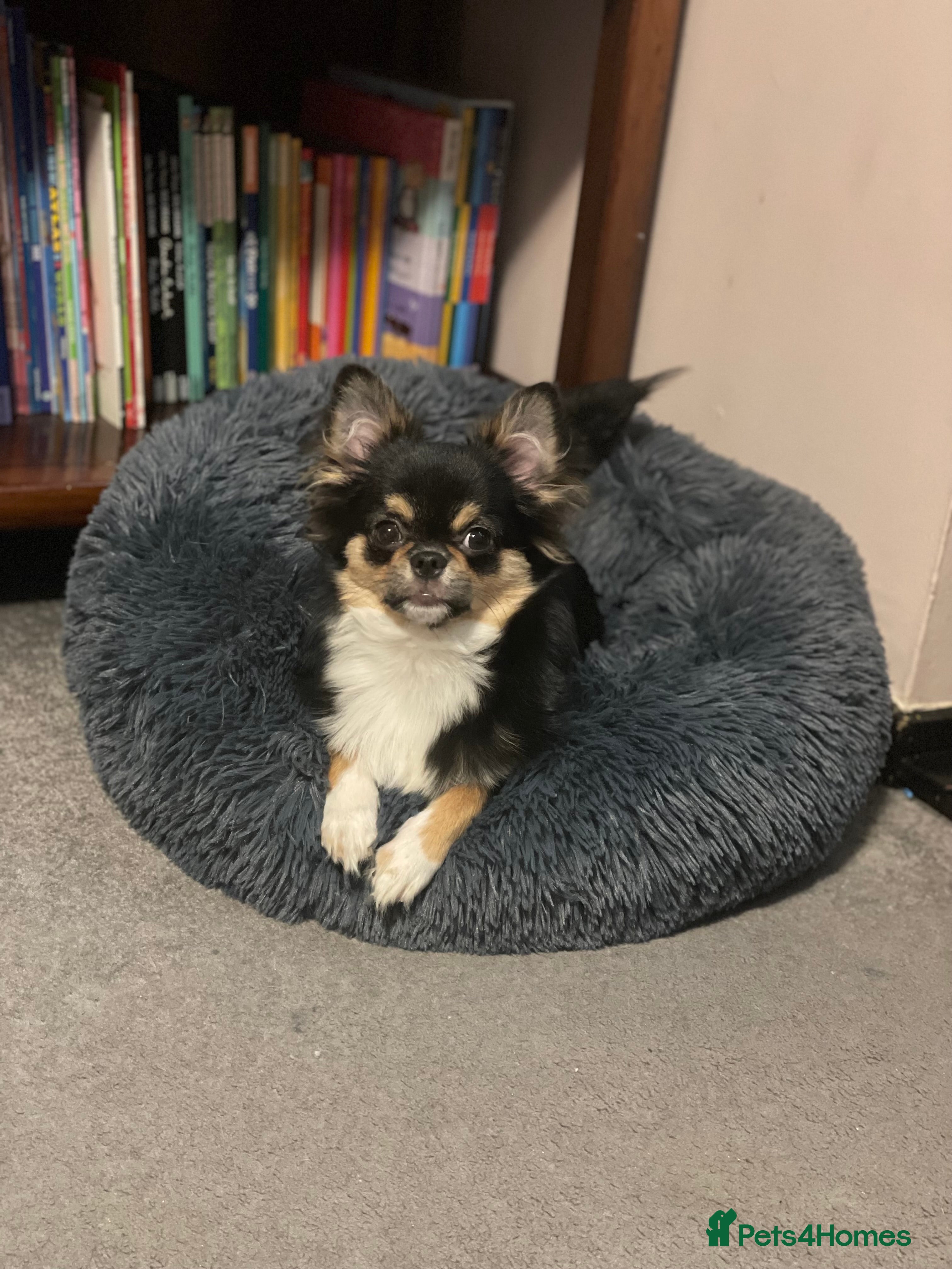 Chihuahua dogs KC Registered Long Coat Chihuahua Male - Advert 1