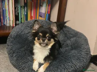 Chihuahua dogs KC Registered Long Coat Chihuahua Male - Advert 1