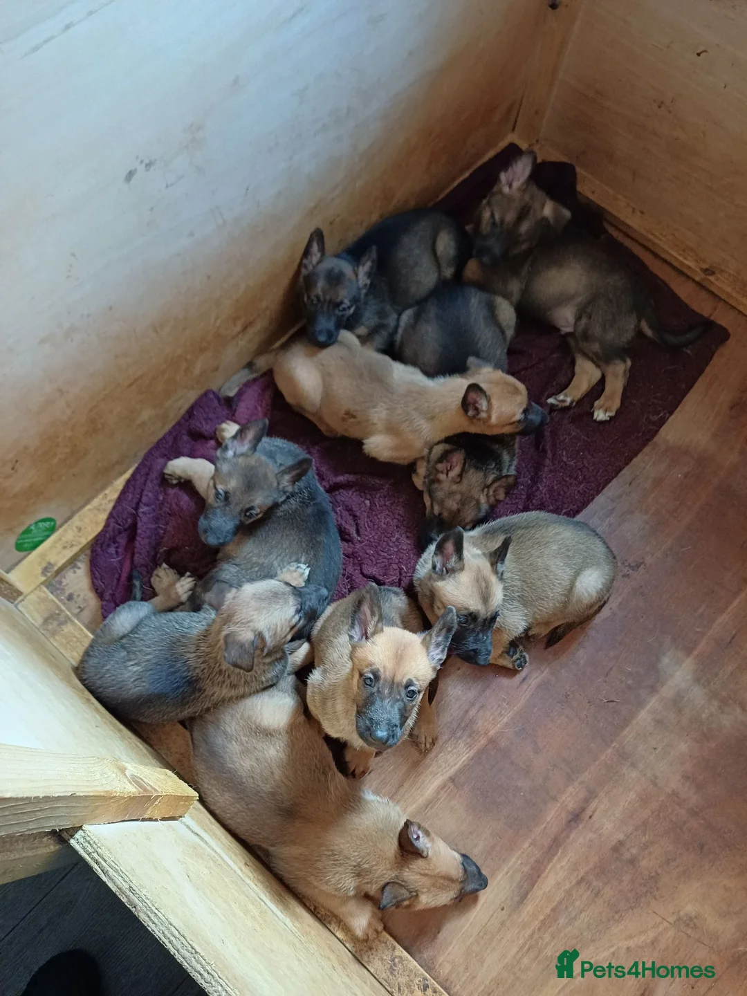 Belgian Shepherd Dog dogs for sale: Good quality Malicious puppies  in Nelson - Advert 2